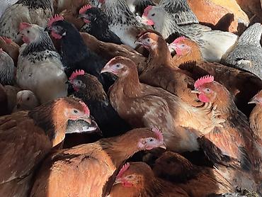 Cücələr: ŞƏKİ DAXİLİNDƏ çatdırılma mümkündür Yetişmiş heyvanlardır. Çəkisi — 10
