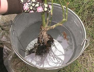 Другие садовые цветы и кустарники: Корни роз элитные сорта гарантия 100 % кустовые бардюрные спрей мини — 6