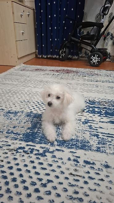 pudel satilir: Pudel, 3 ay, Dişi — 1