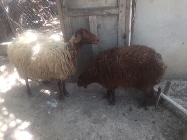 Бараны, овцы: Самец, Qala, лет: 5, 70 кг, Для разведения, Для мяса, Самовывоз