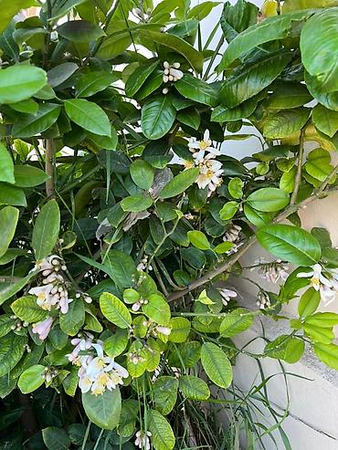 limon ağaçı: Böyük ölçülü qablarda ətirli limon ağacı - Bitki: Qabda yetişdirilən — 3