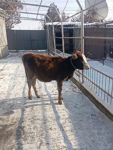 Коровы, быки: Продаю | Тёлка | Полукровка | На откорм | Привязанные — 6