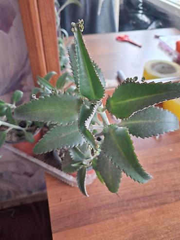 Каланхоэ: Каланхоэ лечебный 1см высота 10сом,2см высота 20сом, 3см высота 30сом — 7