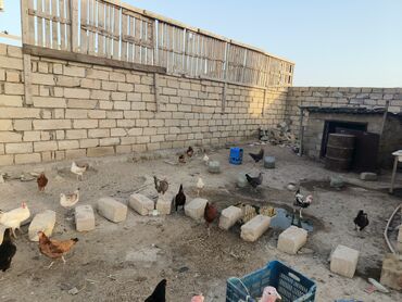 toyuq yeminin qiymeti: Toyuq, Ətlik, Ödənişli çatdırılma