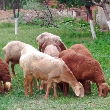 Бараны, овцы: Продаю | Овца (самка), Баран (самец) | Арашан | Для разведения | Матка, Ярка