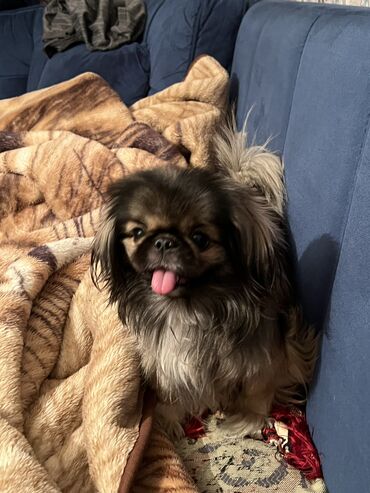 İtlər: Pekines, 2 il, Dişi, Cütləşmə üçün