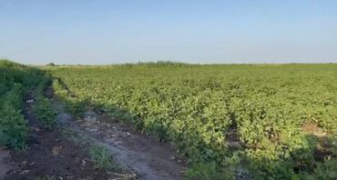 Kommersiya daşınmaz əmlakının satışı: 150 HEKTAR ƏRAZİ satılır İMİŞLİDƏ 110 HEKTAR Mülkiyyət Əkin — 7