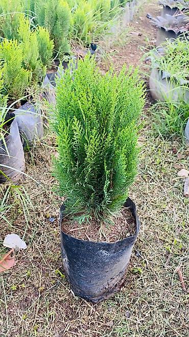 Şitillər: Thuja (konik/qədim kiparis) şitili – qara polietilen torbada — 4