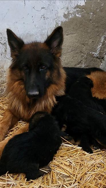 doberman balasi satilir: Alman çoban iti, 1 ay, Ünvandan götürmə, Ödənişli çatdırılma — 1