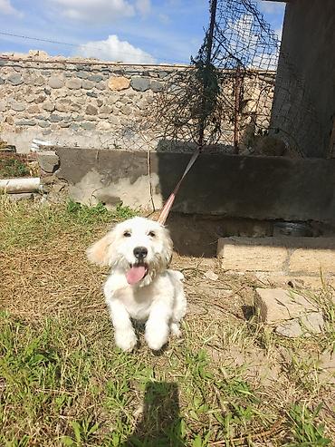 labrador balasi satilir: Koker spaniyel, 3 ay, Erkək, Peyvəndli, Ünvandan götürmə — 5