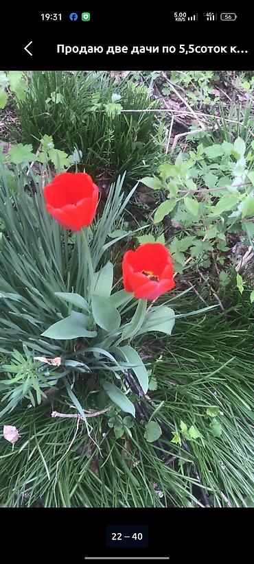 Продажа дач: Продаются дачные участки с домом. Объект: - Кирпичный дачный дом на — 7