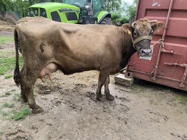 животные корова: Продаю | Корова (самка) | Джерсейская | Для разведения, Для молока | После отела