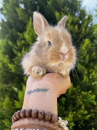 1 aylıq balaca🐰 Hazırda məndə bu çox şirin dovşanım var 🥹🤍 Çox şirin lalafo.az -da 1 aylıq balaca🐰 Hazırda məndə bu çox şirin dovşanım var 🥹🤍 Çox şirin