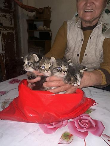 Үй жаныбарлары: Котята, помет из 4 малышей. Описание: - Окрас: классический тигровый — 2