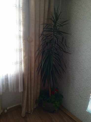 корневин баку: Yukka salon bitkisi