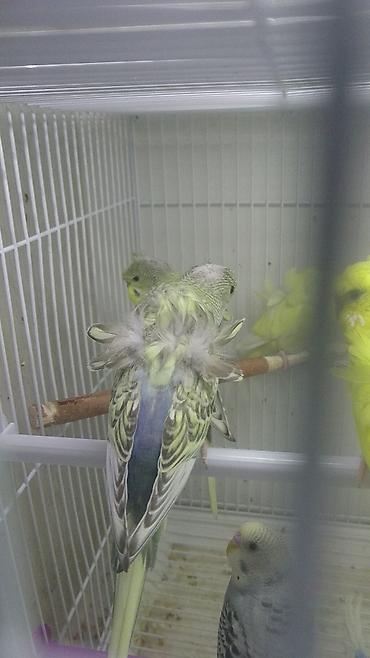 Tutuquşları: Yanaqsiz karellalar və yaponi̇clər satişdadi
yaponiclər cüt 80 azn -da lalafo.az — 4 Tutuquşları: Yanaqsiz karellalar və yaponi̇clər satişdadi
yaponiclər cüt 80 azn — 4