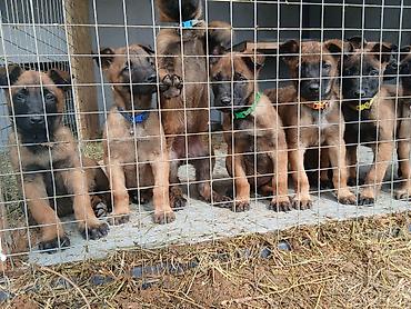 Продажа собак: Предлагаются к бронированию щенки Белгийской овчарки Малинуа.Щенков 9 — 15