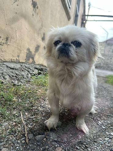 Pekines, 2 il lalafo.az -da Pekines, 2 il