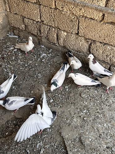 bulbul quşu: Qırğı/Qara quyruq rəng çaları olan ev göyərçinləri - Növ: ev — 3