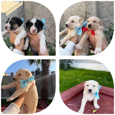 İtlər: Labrador-retriver, 1 il, Dişi, Ünvandan götürmə — 5