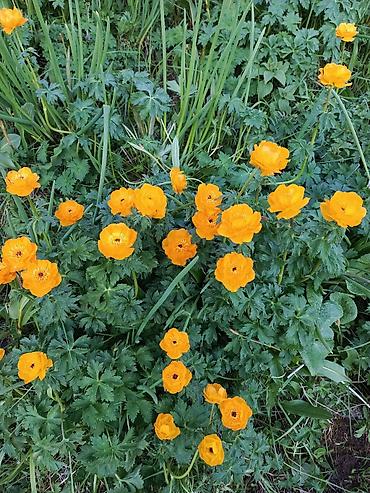 хризантема глобус: Купальница азиатская (Trollius asiaticus) — многолетний декоративный — 1