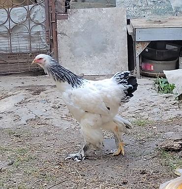 Животные: Продаю | Куры | Брама | Для разведения — 4