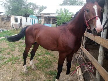 Лошади, кони: Продаю | Жеребец | Конный спорт, Для разведения, Рабочий | Племенные, Осеменитель, Мерин — 7