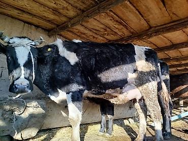 Коровы, быки: Продаю | Корова (самка) | Для молока | Привязанные — 2