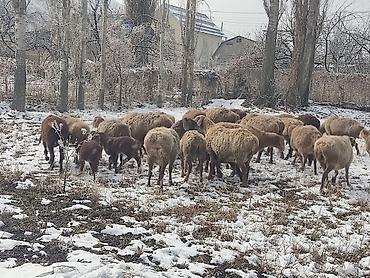 Баран, овца: Продаю | Овца (самка) | Для разведения | Матка — 4