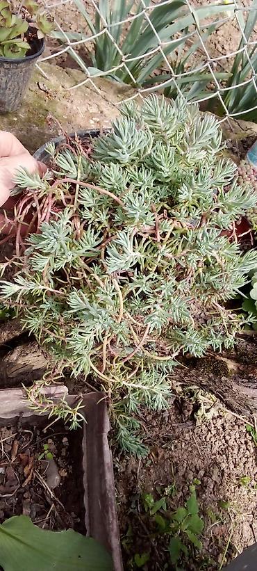 Ostale kućne biljke: Sobne i ukrasne biljke u saksijama – više vrsta - Syngonium — 9