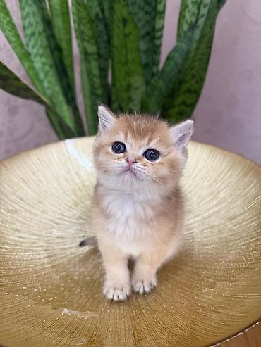 Pişiklər: Britan — 1