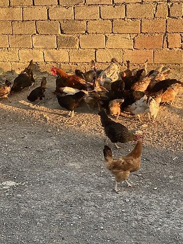 jersey cinsi: Yerli kənd toyuqları – qarışıq sürü - Açıq havada sərbəst gəzdirilən — 4