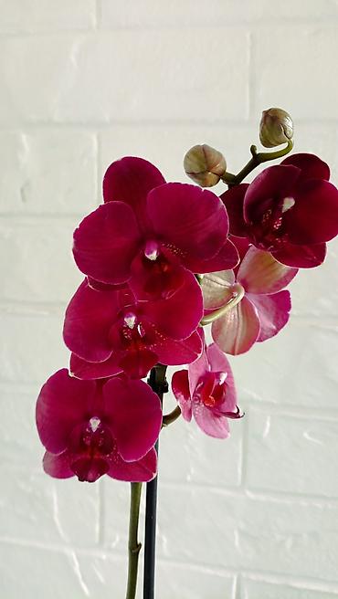 Орхидеи: Большой выбор сортовых орхидей. высота растений 70 см — 8