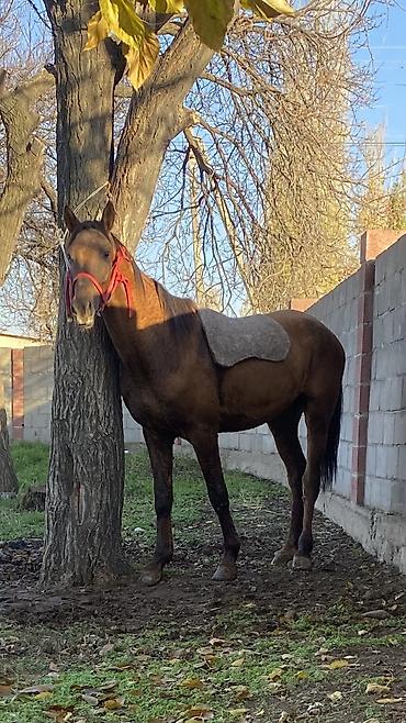 Лошади, кони: Продаю | Конь (самец) | Полукровка — 9