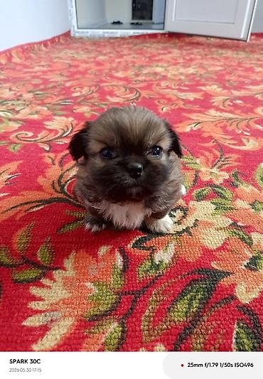 Pekines lalafo.az -da Pekines