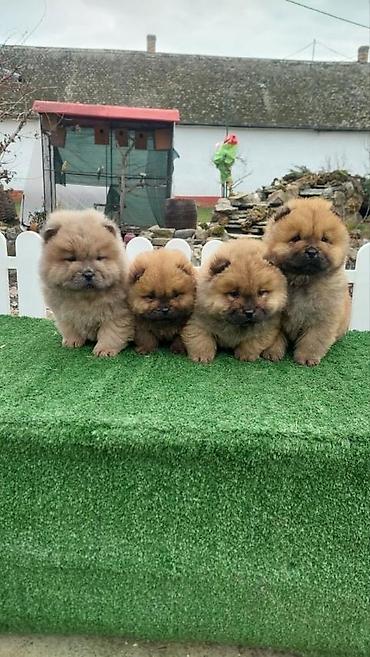 Psi: Chow chow-cau cau! stenad najlepsi poklon deci otac m- lav chsrb 3x — 5