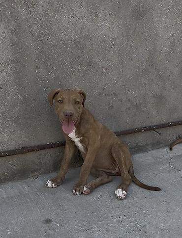Pitbul, 3 ay, Dişi, Peyvəndli, Ödənişli çatdırılma lalafo.az -da Pitbul, 3 ay, Dişi, Peyvəndli, Ödənişli çatdırılma
