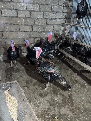 utucu is ilanlari: Amerika Bronzo Hinduşka. Tam sağlam .Damazlıq və kəsimlik üçün — 1