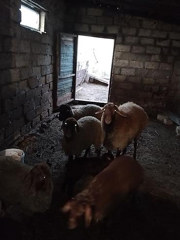 il: Erkək, il: 1, 50 kq, Damazlıq, Ünvandan götürmə — 5