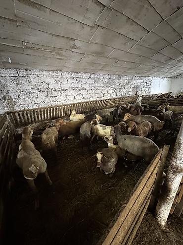 qurbanlıq heyvanlar: Quzu, Erkək, ay: 5, 35 kq, Ətlik, Ünvandan götürmə — 5