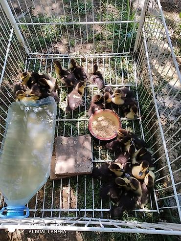 akvarium satilir: 1 aylıq lal ördək balaları satılır.İçərisində macar,lavanda,krosnadar — 2