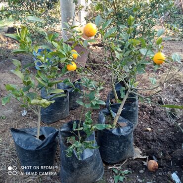 Otaq bitkiləri: Limon ağacı çilingi 7ədəd qalıb