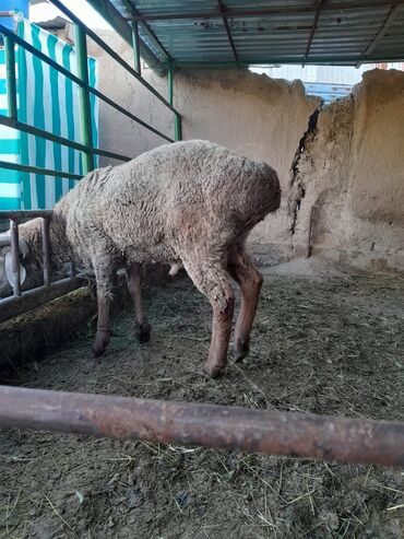 овца самка: Продаю | Баран (самец) | Арашан