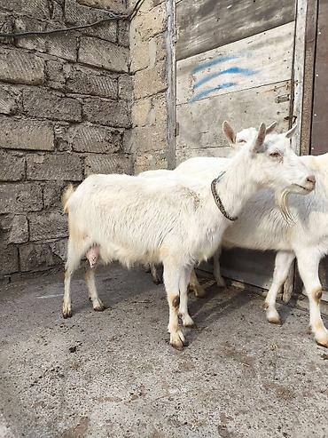 Keçilər, çəpişlər: Təmiz orginal 3 dənə Sani satılır ikisi balalıdı hərəsin bir balası — 6
