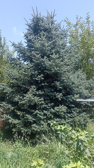 Ель (колючая, Picea pungens ‘Glauca’) для озеленения участка. 4,5