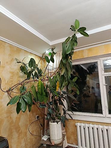 кухонные гарнитуры б: Крупное комнатное растение — фикус (вероятно, Ficus elastica — 1