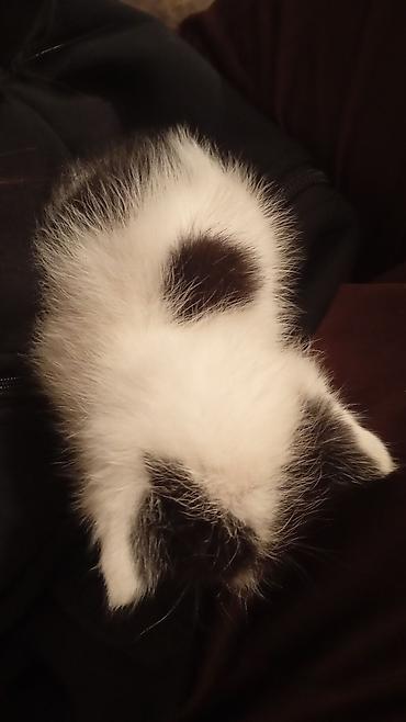 отдам котенка в добрые руки: Кошка даром: Беспородная, 1 месяц, Мальчик — 2