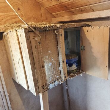 Yuvalar: Salam Aleykum Quşxana satılır istəyən olsa əlaqə saxlasın .hündürlük — 7