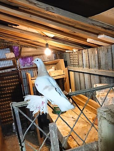 Птицы: Продаю молодых голубей 1 шт стоит пятьсот сом окончательно родители — 16