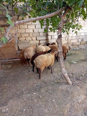 qu qusu satisi: Obşi 8 baş 6 quzu du 1 ana bala qoyun dişi balalı qoyun təzədən boğaz — 9